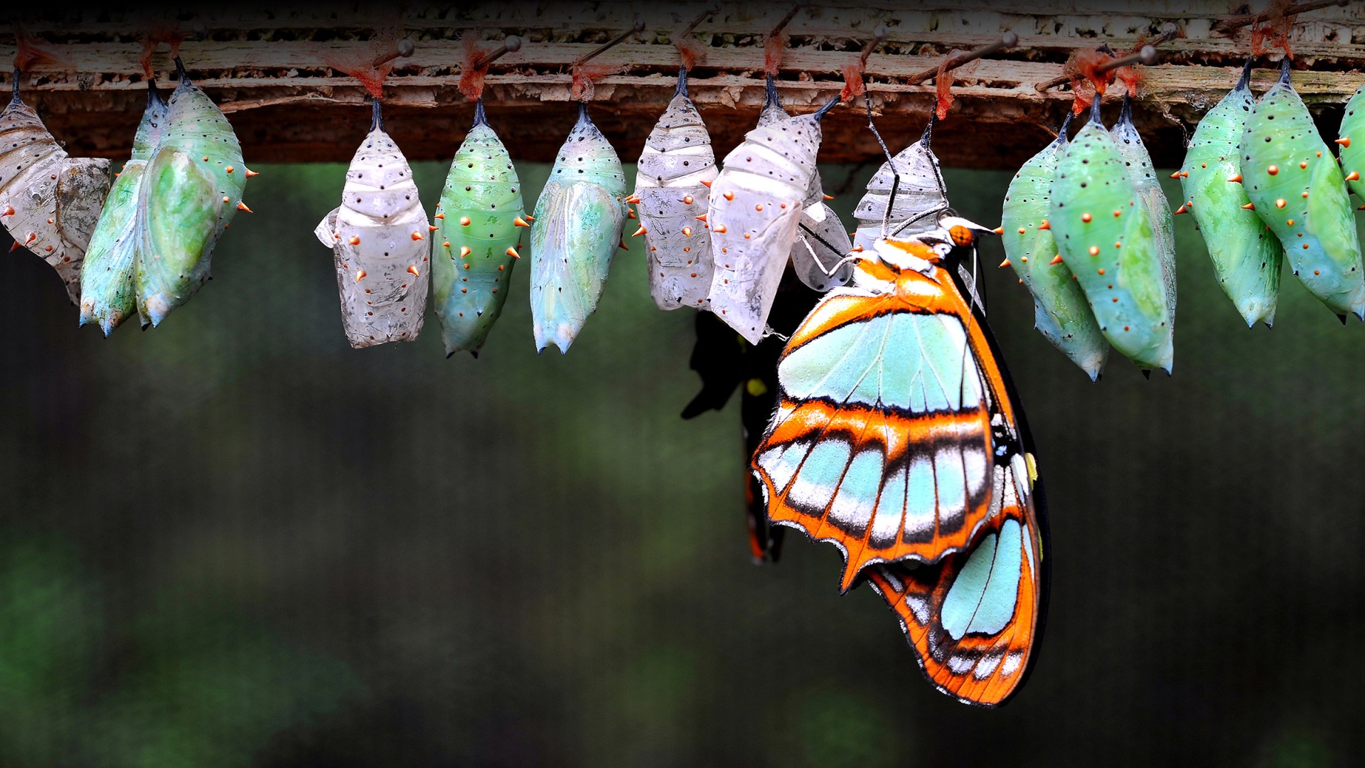 Mystical transformation from caterpillar to butterfly